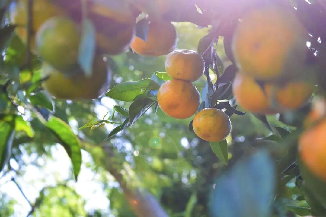 昆山工程机械市场2025年供需趋势与挖掘机选型策略